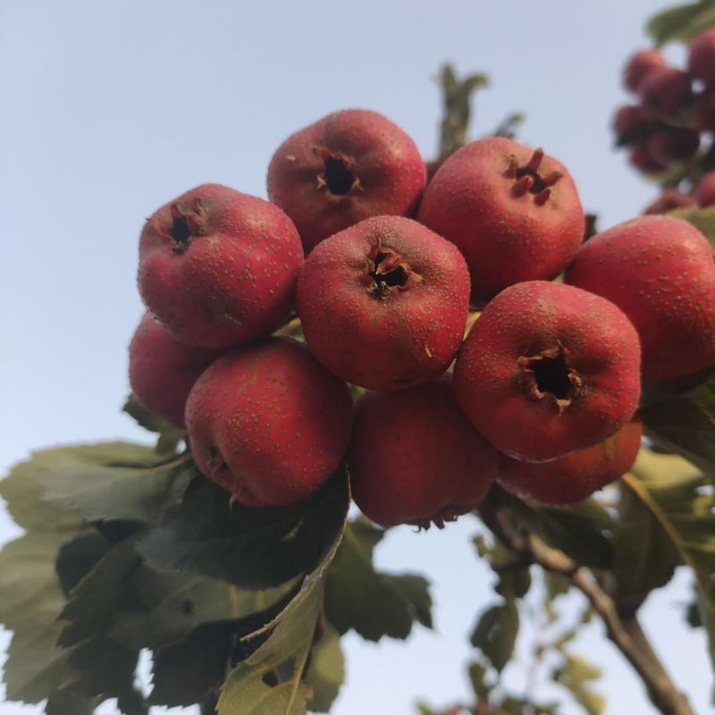 沂蒙小冯优质大金星山楂