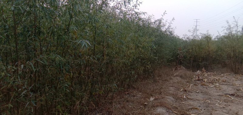 金蝉养殖的专用柳树，田柳一号欢迎选购