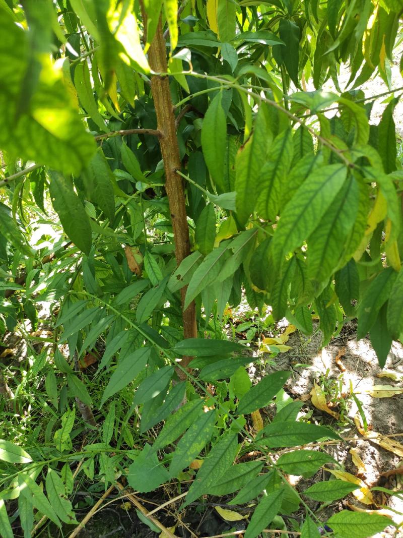 金秋红蜜桃树苗，高糖度，耐储存，保证质量，提供种植技术