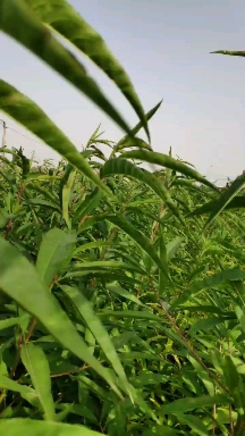 金秋红蜜桃树苗，高糖度，耐储存，保证质量，提供种植技术