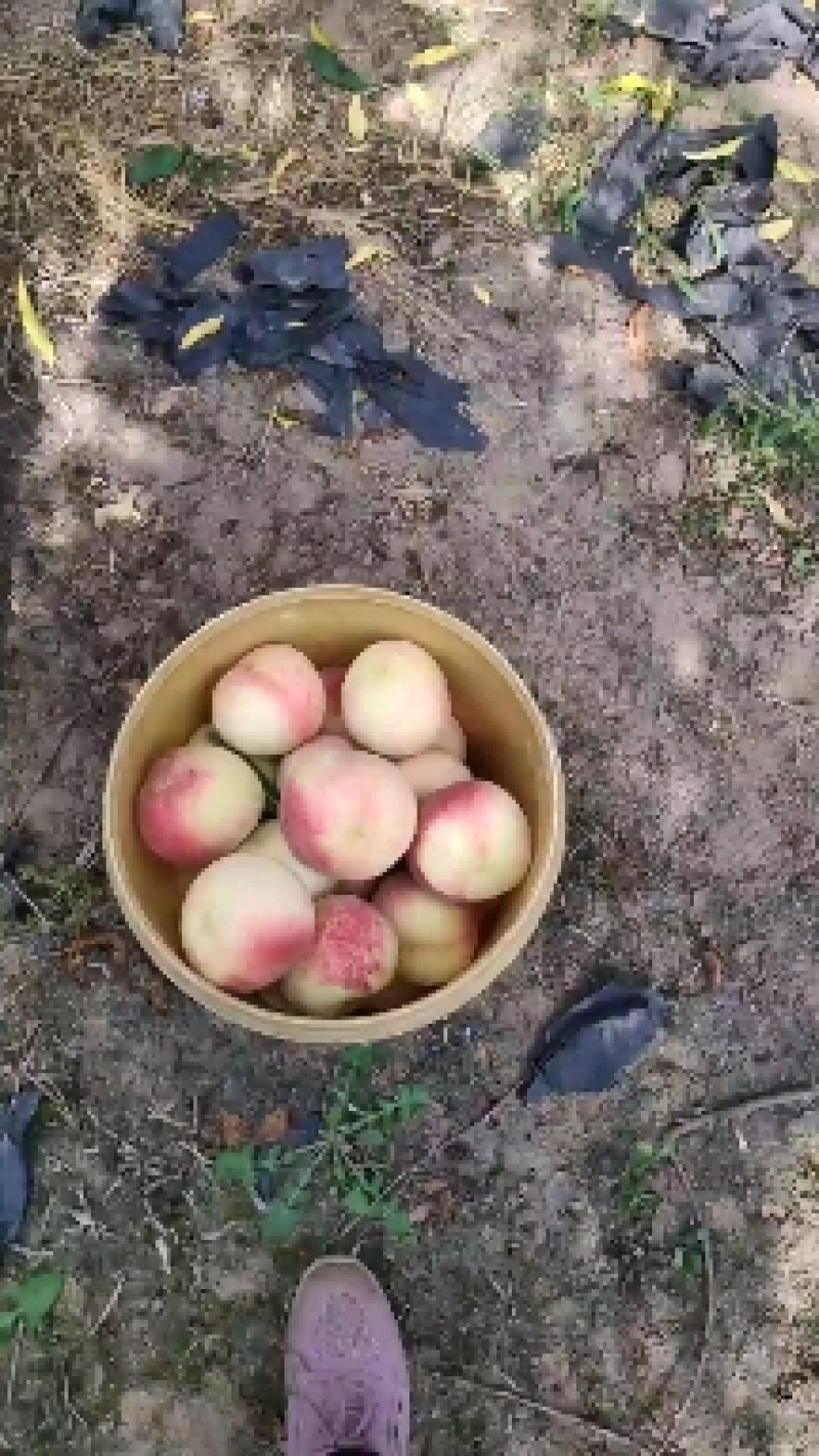 金秋红蜜桃树苗，高糖度，耐储存，保证质量，提供种植技术