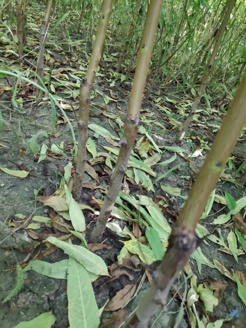 金秋红蜜桃树苗，高糖度，耐储存，保证质量，提供种植技术