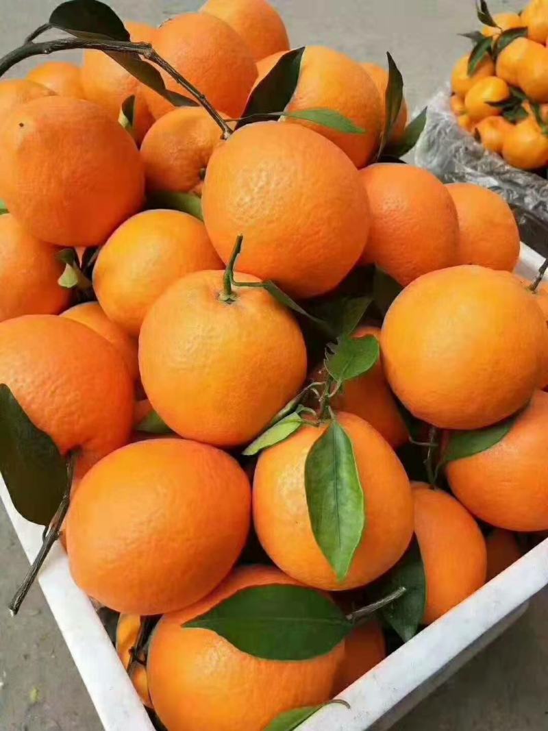 圆红脐橙，果园看园订货，按客户需求订货，保质保量
