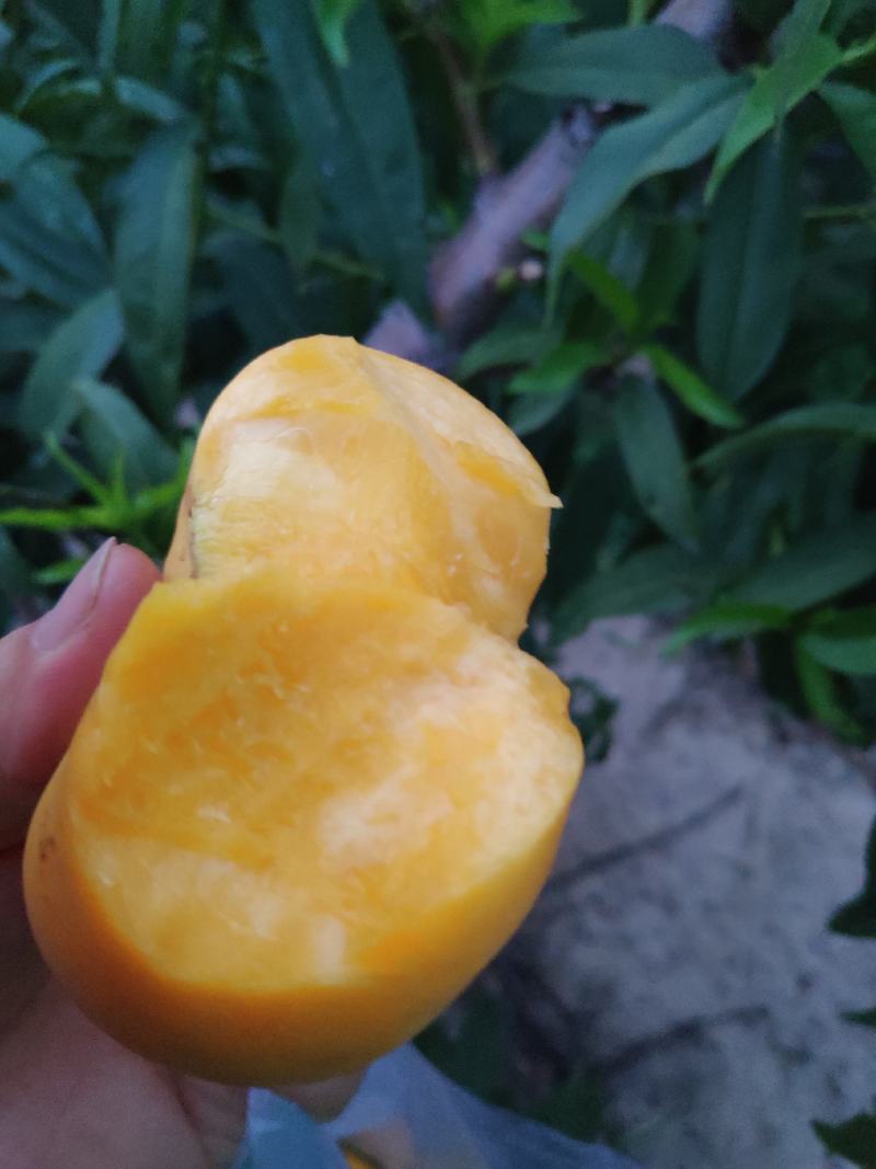油蟠7号，七月成熟，个头大，口感好，耐运输，假一赔十