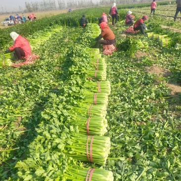 精品西芹，万亩基地产地直销，大量供货，货发全国！