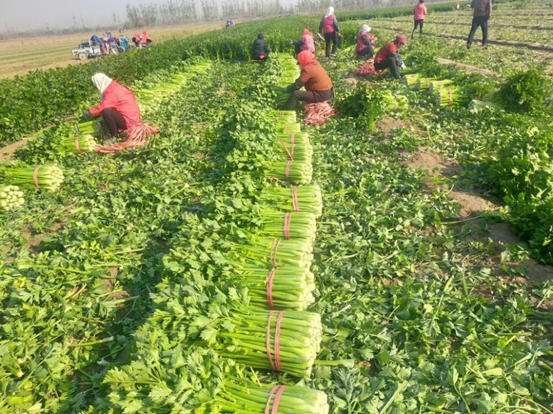 精品西芹，万亩基地产地直销，大量供货，货发全国！