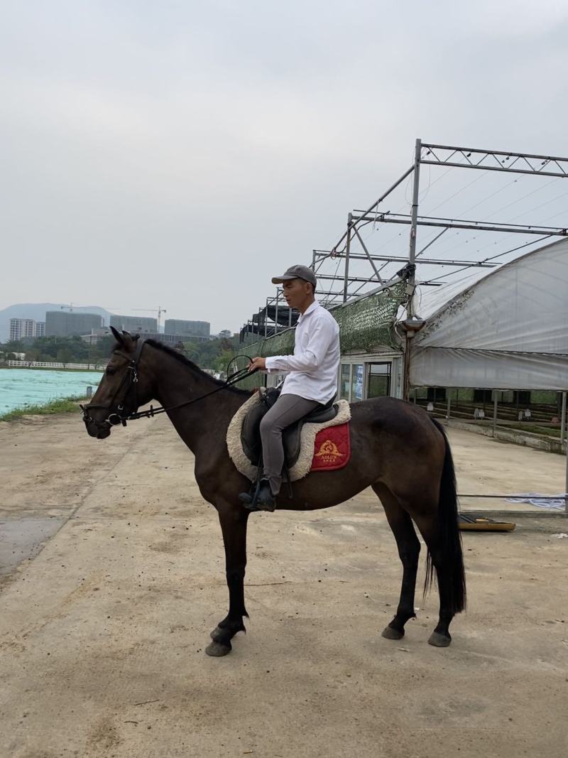 半血母马，身高1.53米，3岁，有速度非常适合野骑