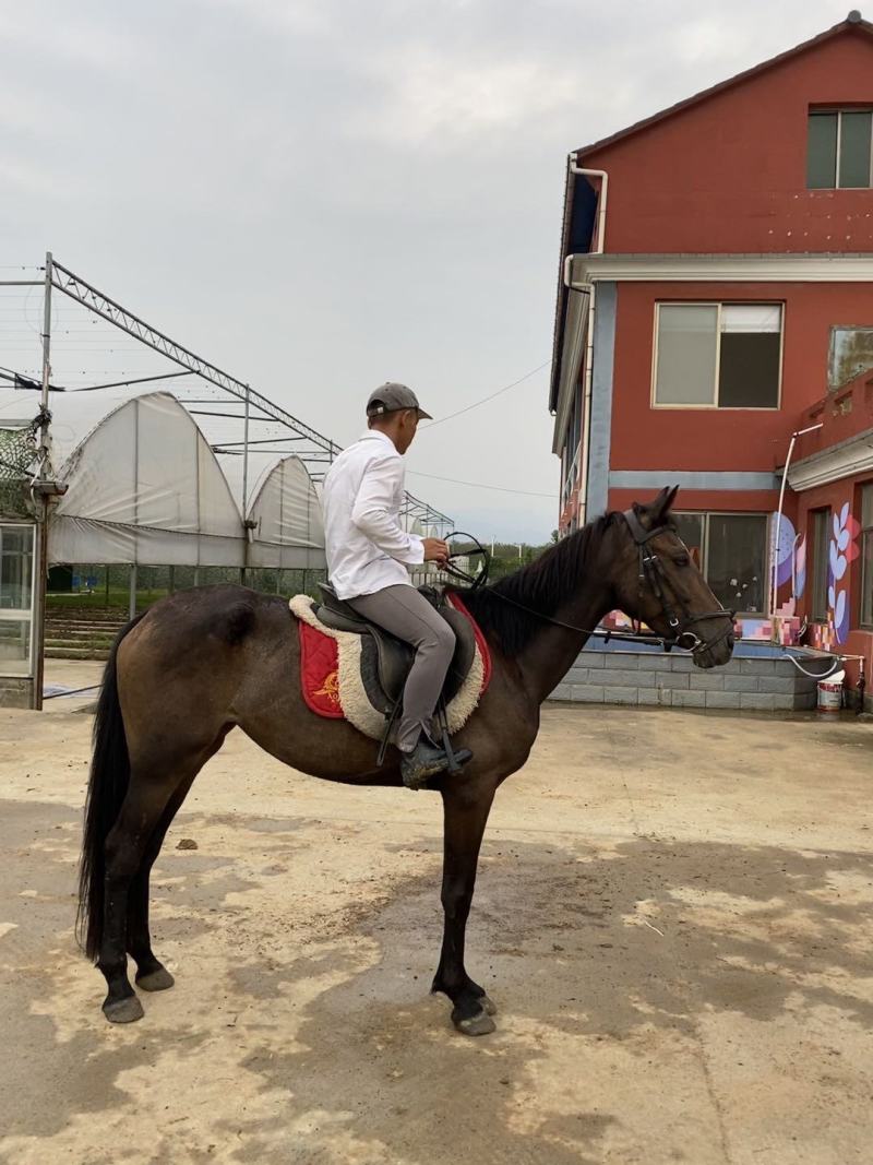 半血母马，身高1.53米，3岁，有速度非常适合野骑