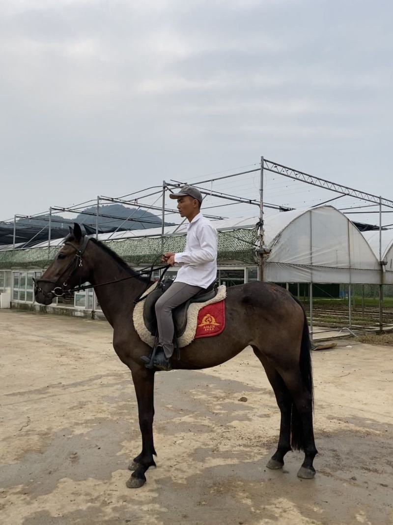 半血母马，身高1.53米，3岁，有速度非常适合野骑