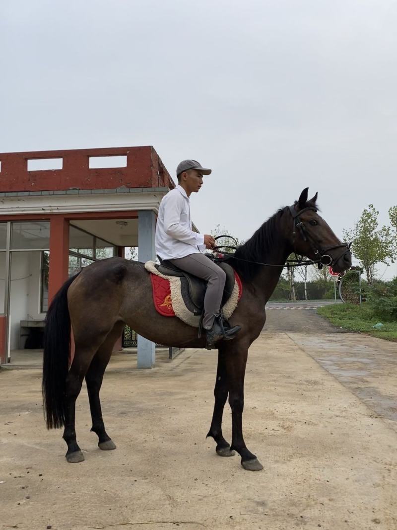 半血母马，身高1.53米，3岁，有速度非常适合野骑