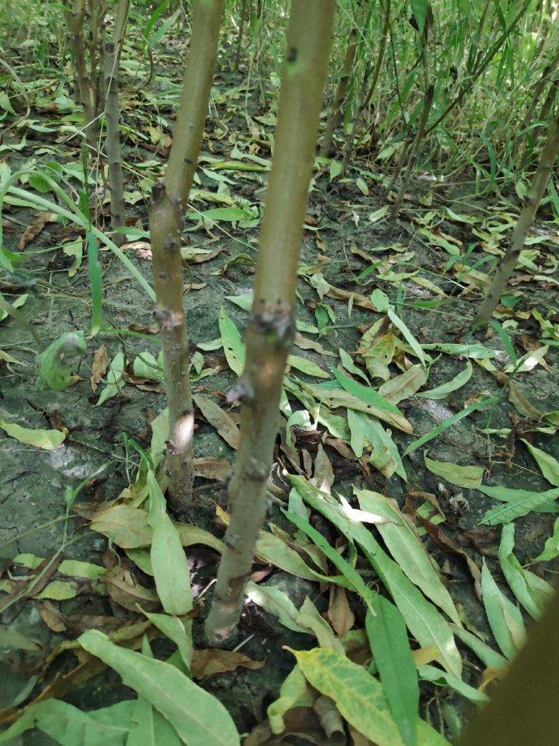风味天后油蟠桃树苗，晚熟，果肉金黄，口感浓甜，保证质量