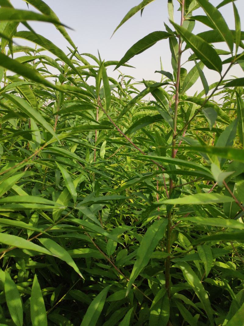 风味天后油蟠桃树苗，晚熟，果肉金黄，口感浓甜，保证质量