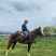 精品C型Pony母马，身高1.38米，5岁，本马非常漂亮