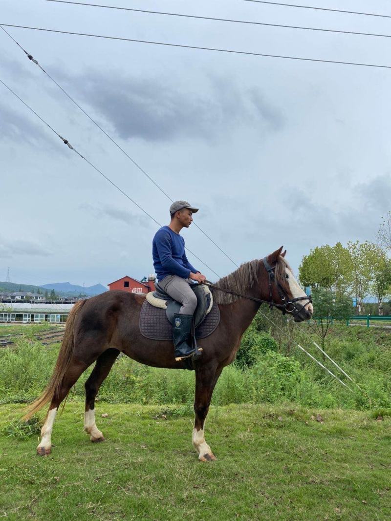 精品C型Pony母马，身高1.38米，5岁，本马非常漂亮