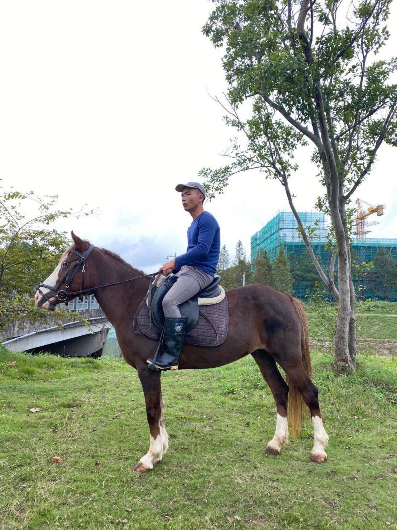 精品C型Pony母马，身高1.38米，5岁，本马非常漂亮