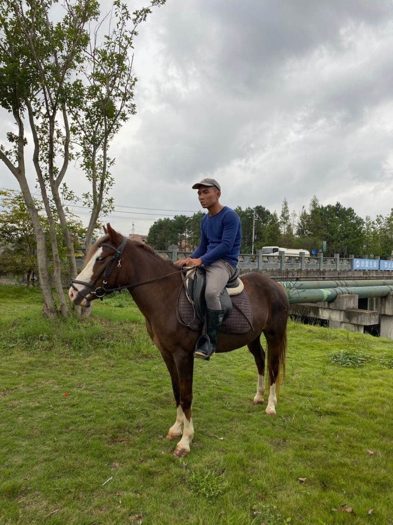 精品C型Pony母马，身高1.38米，5岁，本马非常漂亮