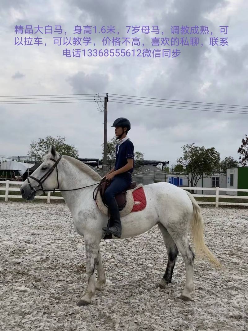 各种精品马匹，高，中，低端产品都有，欢迎选购