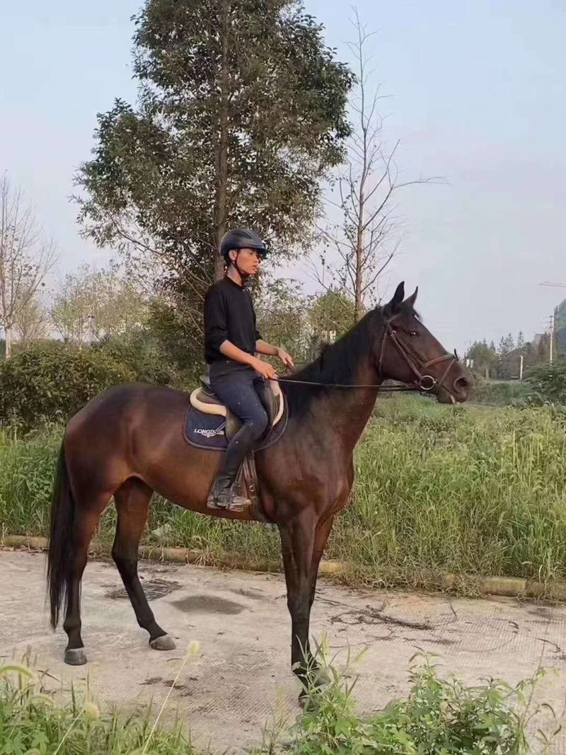 各种精品马匹，高，中，低端产品都有，欢迎选购