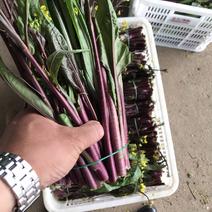 湖北紫菜苔红白菜苔，基地直发一手货源，支持配货