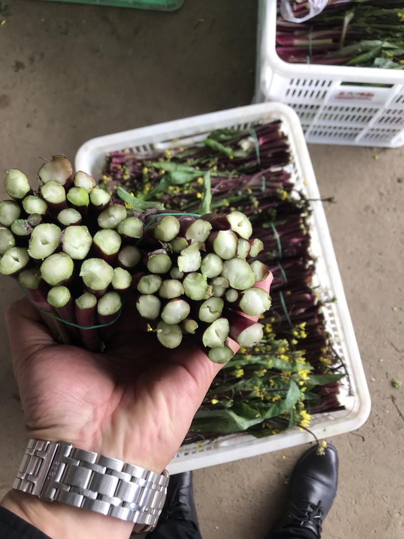 湖北紫菜苔红白菜苔，基地直发一手货源，支持配货在线交易