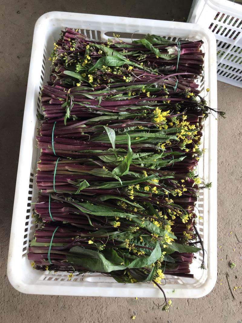 湖北紫菜苔红白菜苔，基地直发一手货源，支持配货在线交易