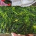 新货荠菜速冻荠菜馅速冻荠菜整棵脱水荠菜碎脱水荠菜整棵批发