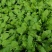 新货荠菜速冻荠菜馅速冻荠菜整棵脱水荠菜碎脱水荠菜整棵批发