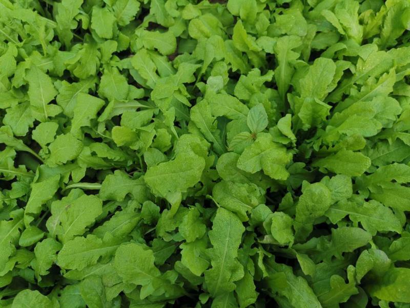 新货荠菜速冻荠菜馅速冻荠菜整棵脱水荠菜碎脱水荠菜整棵批发