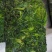 新货荠菜速冻荠菜馅速冻荠菜整棵脱水荠菜碎脱水荠菜整棵批发