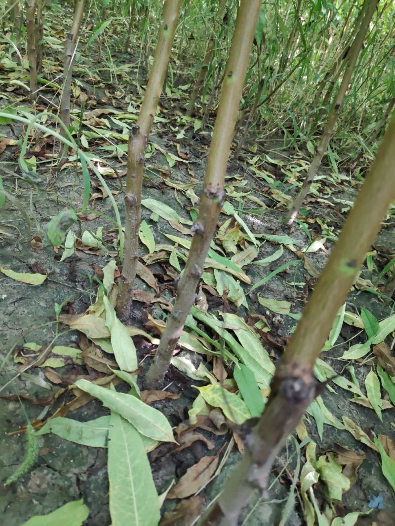 福泰黄桃树苗，晚熟离核，仲秋国庆上市，保证质量，包技术