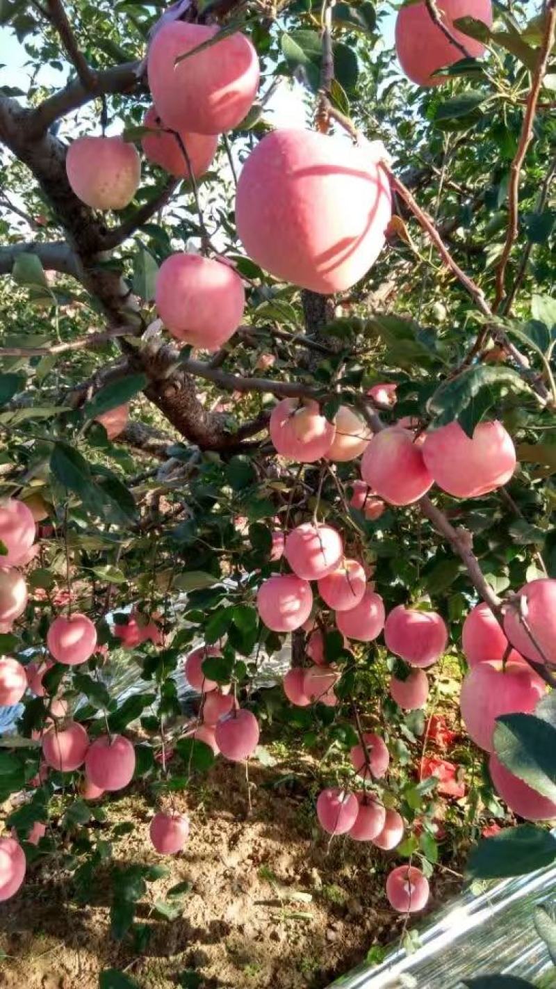 山东红富士苹果。产地直销。电商。市场专用苹果。全国发货。