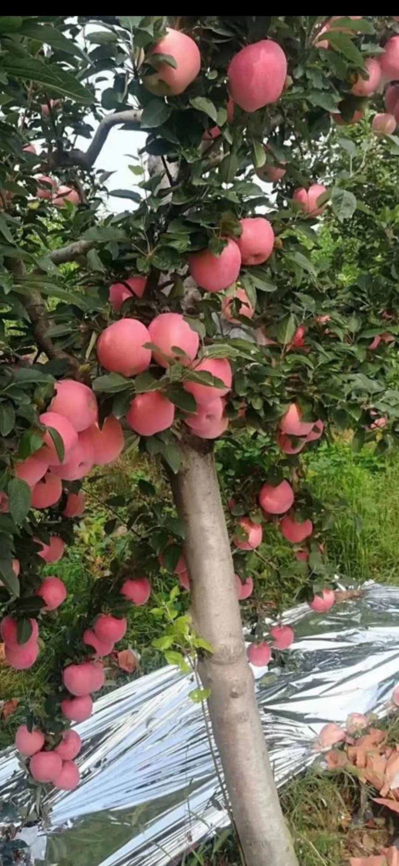 山东红富士苹果。产地直销。电商。市场专用苹果。全国发货。