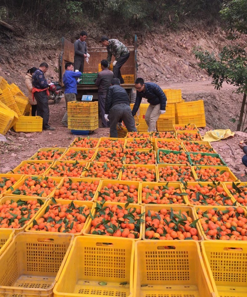 广西沙糖桔大量上市，招果商老板，产地批发价低，合作共赢。