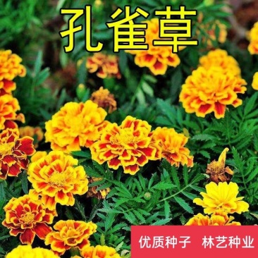 孔雀草花种子混色重瓣草花种子室外景观花卉四季易种花种