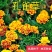 孔雀草花种子混色重瓣草花种子室外景观花卉四季易种花种