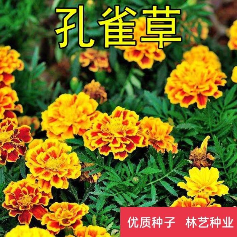 孔雀草花种子混色重瓣草花种子室外景观花卉四季易种花种