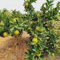 赣南脐橙，种植基地直供，品质保证
