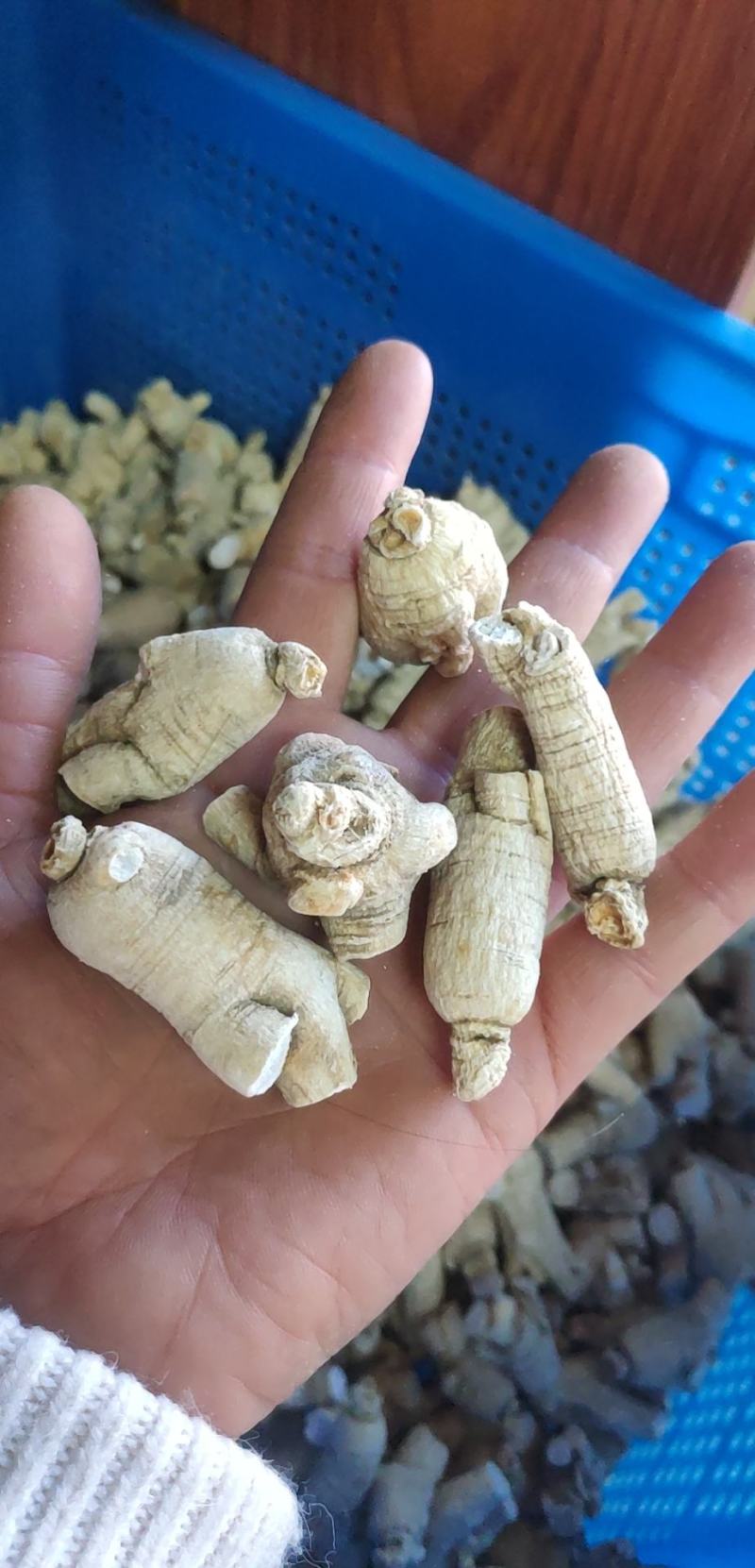 产地发货，西洋参粒头，正宗长白山西洋参，各种规格