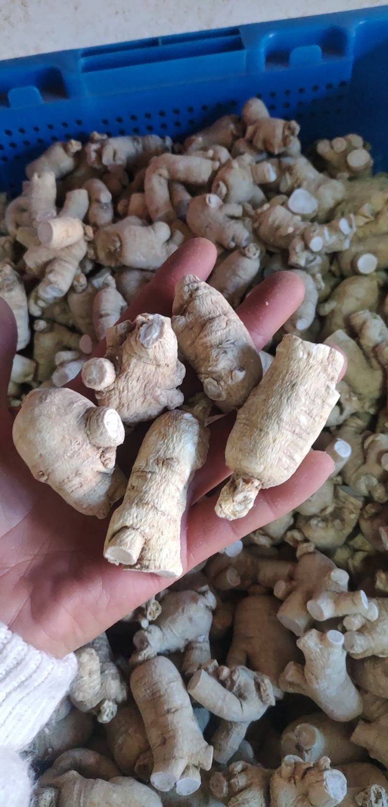 产地发货，西洋参粒头，正宗长白山西洋参，各种规格