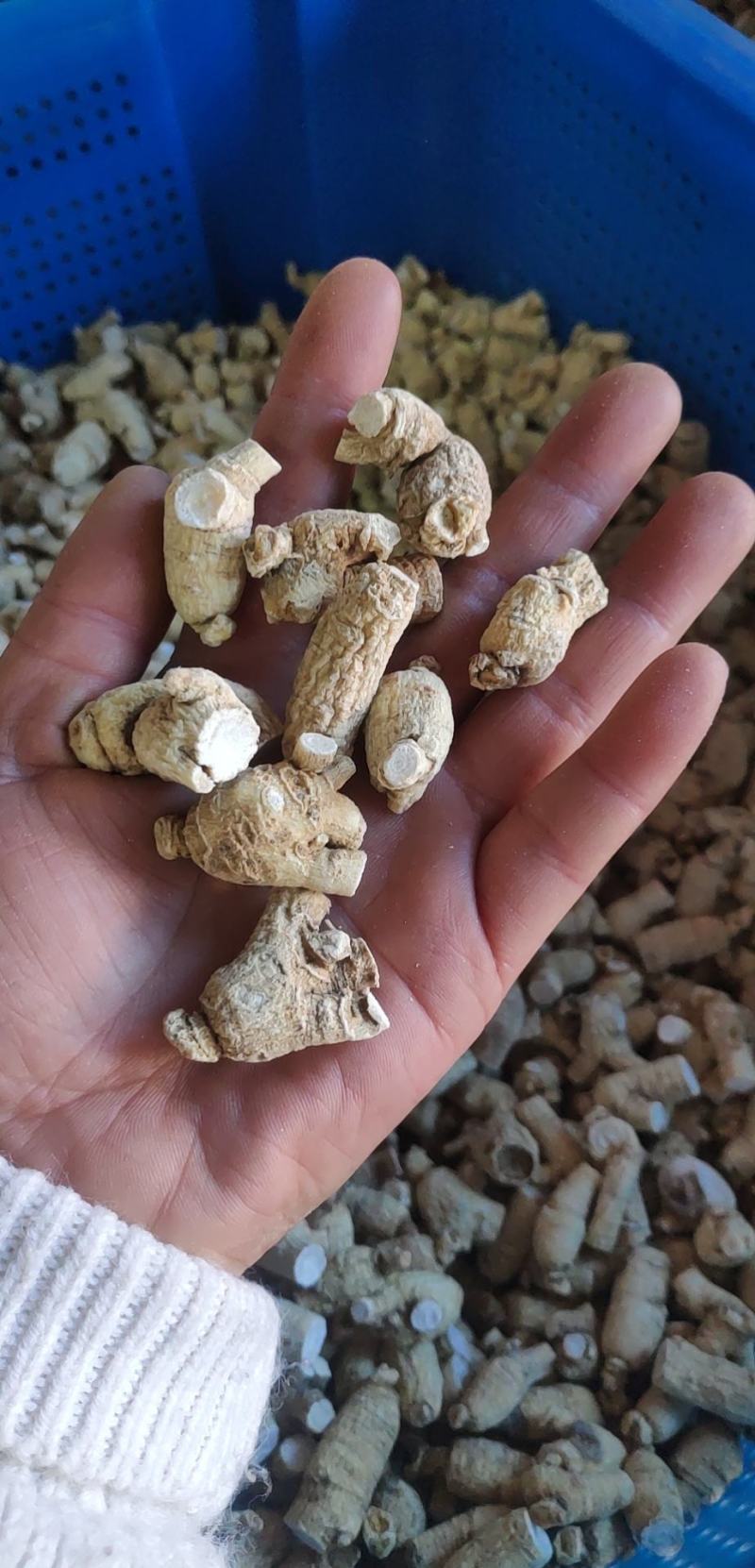 产地发货，西洋参粒头，正宗长白山西洋参，各种规格