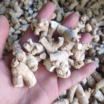 产地发货，西洋参粒头，正宗长白山西洋参，各种规格
