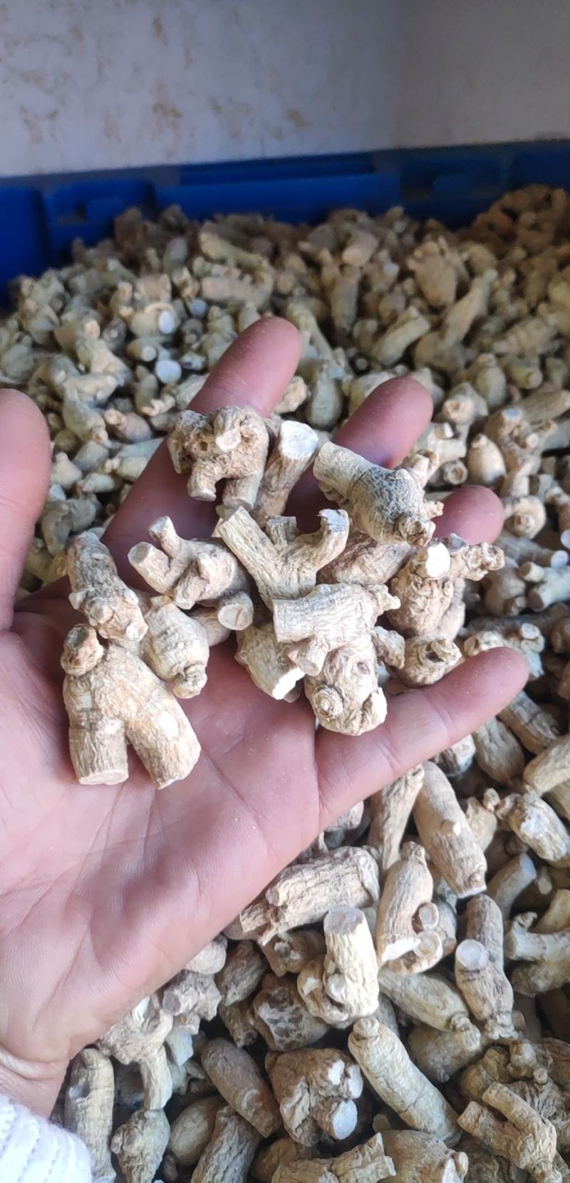 产地发货，西洋参粒头，正宗长白山西洋参，各种规格