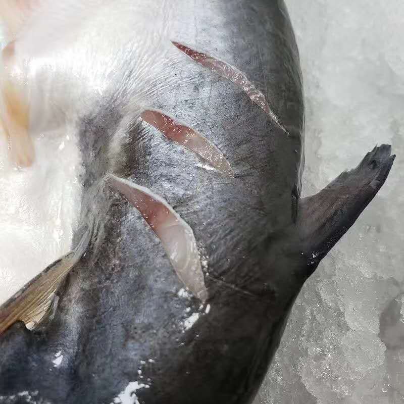 鲨鱼。。。靓货，味道正，北海特产