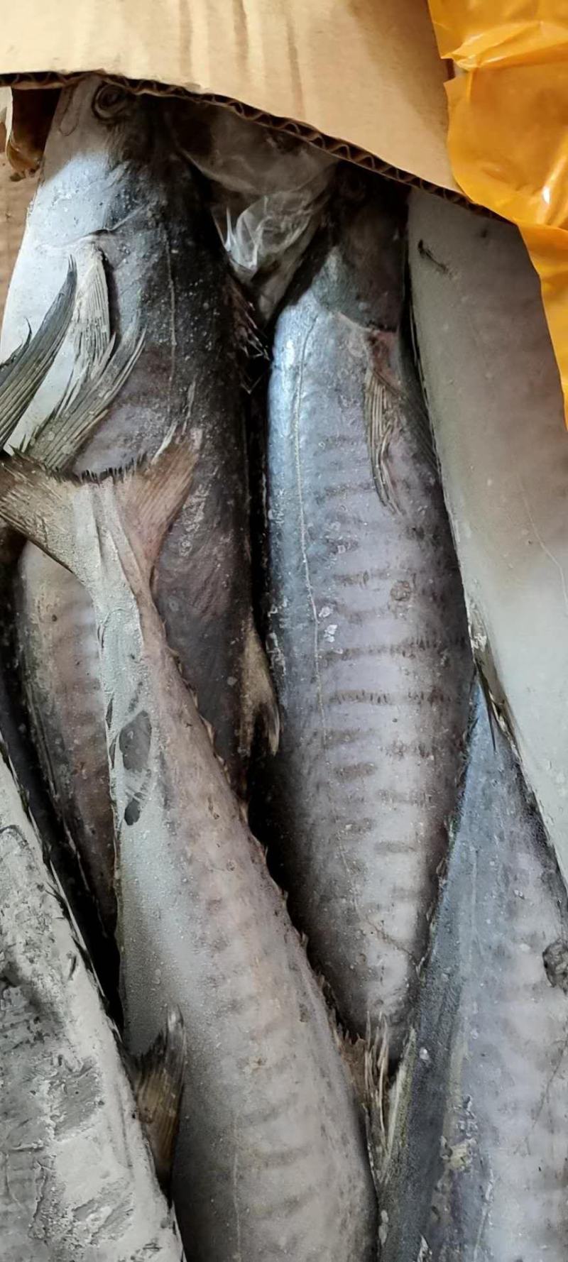 鲨鱼。。。靓货，味道正，北海特产