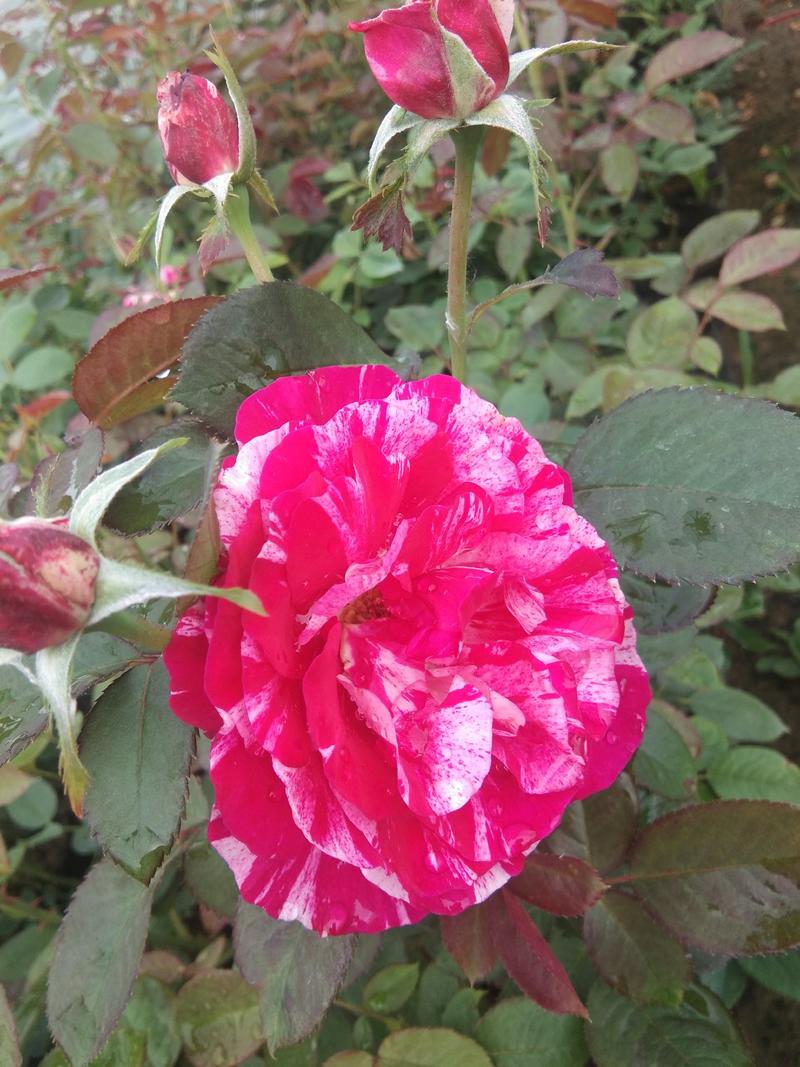 藤本月季蔷薇一二三年生出售丛生高度1一3米