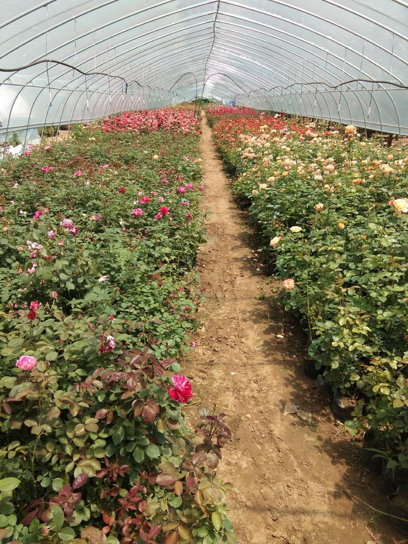 藤本月季蔷薇一二三年生出售丛生高度1一3米