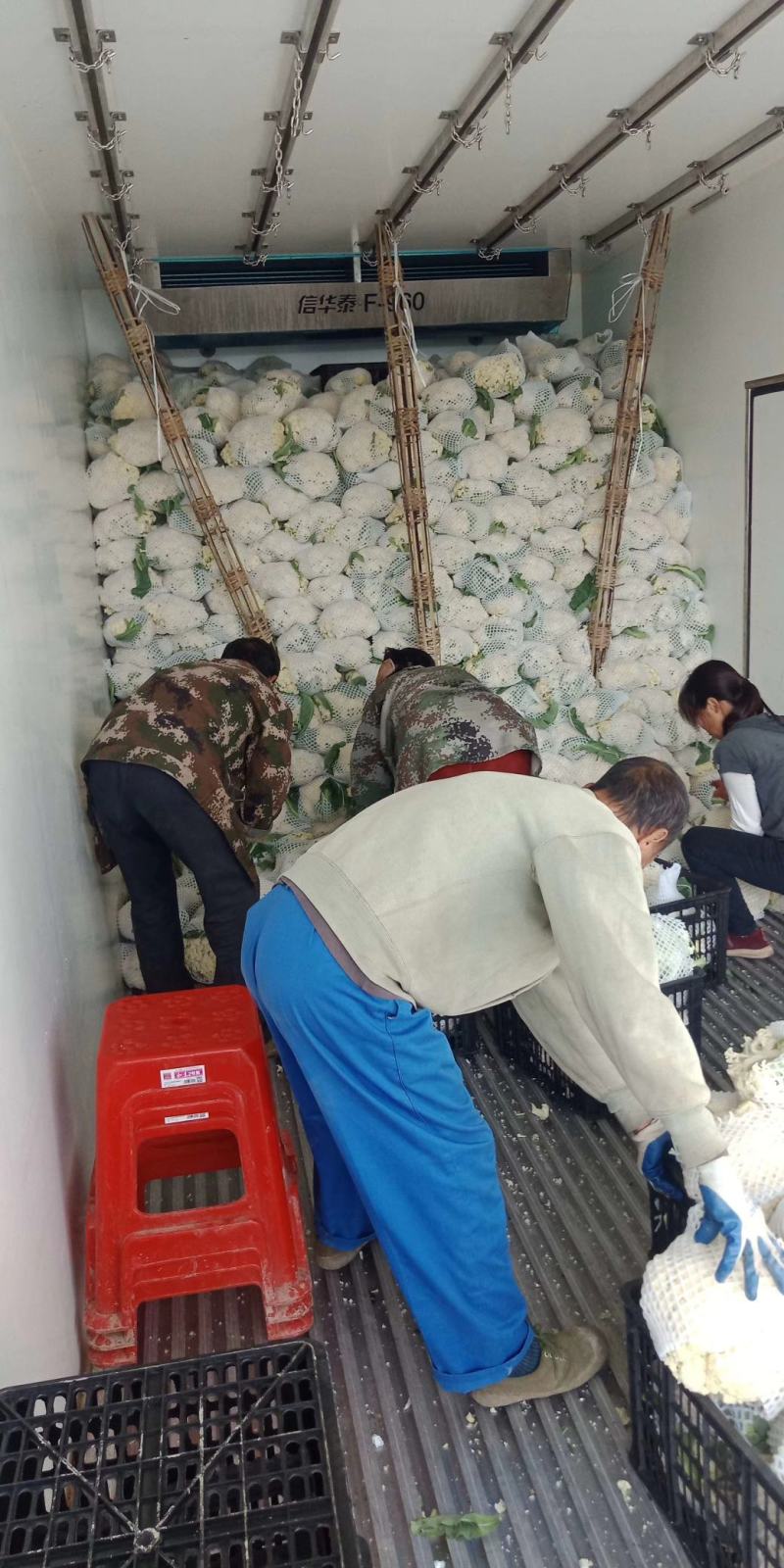 松花菜，散花【视频看货产地直发.诚信代发全国】