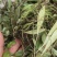 贵州野生抱石连，石瓜子，鲜货