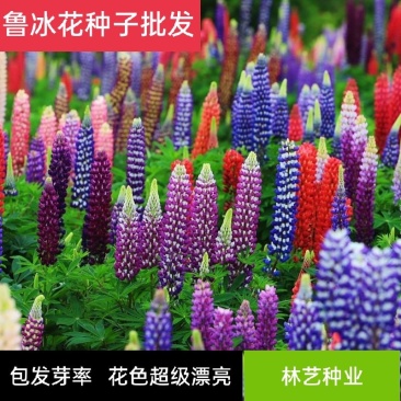 鲁冰花种子羽扇豆四季播庭院阳台花卉四季易种花草籽花海花