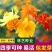 硫化菊种子花海硫华菊种子四季易种